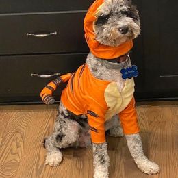 Aussiedoodle All Grown Up from Matt Morgan