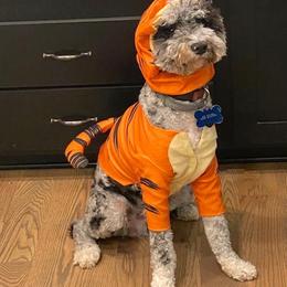 Aussiedoodle All Grown Up from Matt Morgan