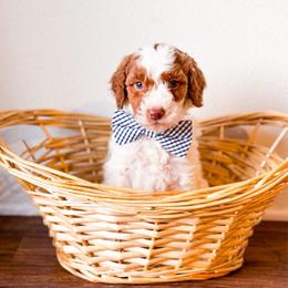 Lime - Parti male Goldendoodle puppy in Kissimmee, Florida from Poodle Doodle Kennels