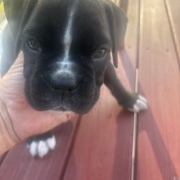 Brutus - Brindle male Boxer puppy in Georgia from Roxy’s Boxers