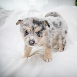Artemis - Merle female Pomsky puppy in St. Petersburg, Florida from Neon Moon Pomskies