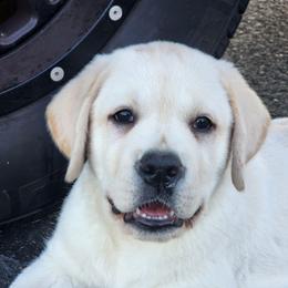 Yellow Male - Yellow male Labrador Retriever puppy in Yelm, Washington from Prince Labradors