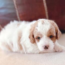Eggy - Yellow and white female Bernedoodle puppy in Travelers Rest, South Carolina from Bernedoodle.do