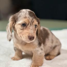 DAPPLES Chocolate and Cream Dapple Female - Chocolate and cream female Dachshund puppy in Woodbine, Georgia from Walker's Minidachs