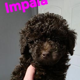Impala - Brown and white female Aussiedoodle puppy in Loveland, Colorado from A&L Ranch Aussiedoodles
