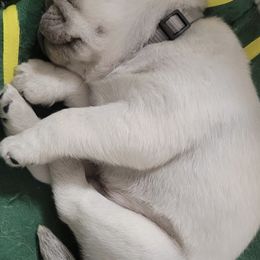 Pugs from Kapelac's Royal Pugs