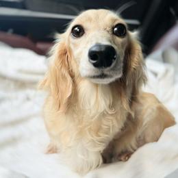 London - Dachshund