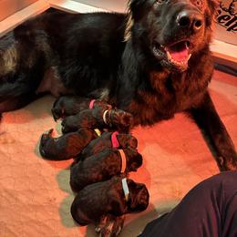 German Shepherd Puppies from FuryHaus German Shepherds