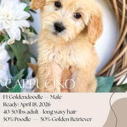 Cappucino - Apricot male Goldendoodle puppy in Wilson, North Carolina from Cedar Creek Doodles