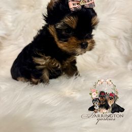 Sapphire - Blue and gold female Yorkshire Terrier puppy in Bloomingdale, Georgia from Harrington Yorkies