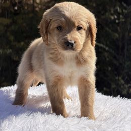Female 7 - Apricot female Goldendoodle puppy in Haleyville, Alabama from Susan’s Prefurred Doodles