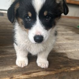Pembroke Welsh Corgi All Grown Up from Newton Hay & Cattle