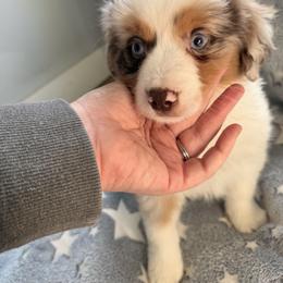 Nougat - Red merle male Miniature American Shepherd puppy in Connecticut from Novus Kennels