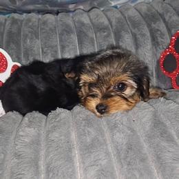 Teacup Girl 3 - Black and tan female Yorkshire Terrier puppy in Thornville, Ohio from My precious yorkies