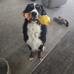 Bernedoodle and Bernese Mountain Dog All Grown Up from Sage Hills Bernedoodles