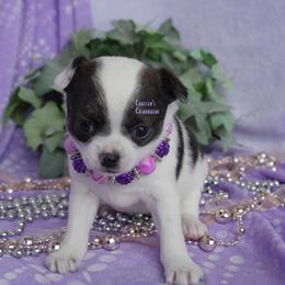 Sassi - Black and white female Chihuahua puppy in Bois D Arc, Missouri from Carsten's Chihuahuas