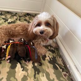 Havanese Puppies from HavaReese Havanese