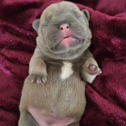 Six - Blue fawn female French Bulldog puppy in Overland Park, Kansas from Simply Kind Frenchies
