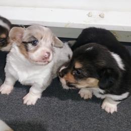 Falcon - Blue merle and white female American Corgi puppy in Ellensburg, Washington from Faery Mount Farm
