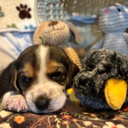Miles - Black tan and white male Beagle puppy in Meridianville, Alabama from Spear Haven Beagles (formerly Spear Lake Beagles)