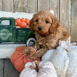 Pumpkin - Red and white female Cockapoo puppy in Preston, Idaho from Shaffer Top Notch Puppies