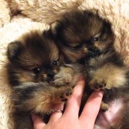 Dee Dee's Pomeranians breeder of Pomeranian
