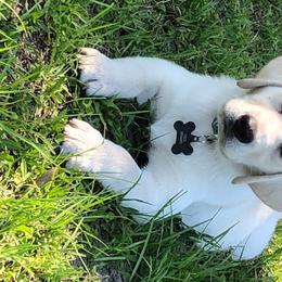 Labrador Retriever Puppies from Aisling Labradors of N.E. Florida