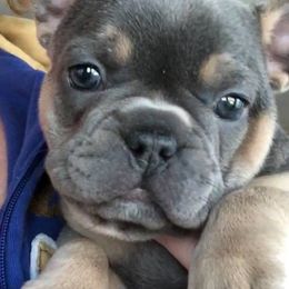 French Bulldog Puppies from Kansas French Bulldogs
