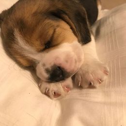 Beagle Puppies from Majestic Beagles
