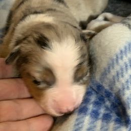 Miniature Australian Shepherd Puppies from BlueZion Aussies