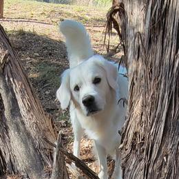 Golden Retrievers from Golden Glories