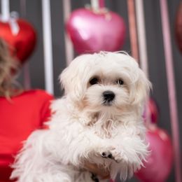 Maltese All Grown Up from Purebred Maltese puppies Florida