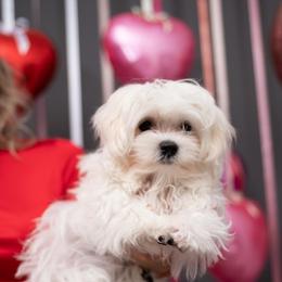 Maltese All Grown Up from Purebred Maltese puppies Florida