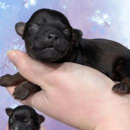 Sparkle - Black and tan female Yorkipoo puppy in Coshocton, Ohio from Forever Family Puppies