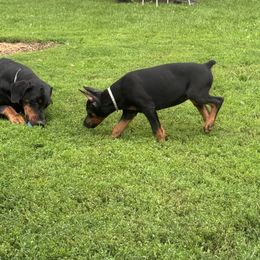 Destiny (5000) - Black and rust female Doberman Pinscher puppy in Aredale, Iowa from Royal Dynasty Dobermann Kennel