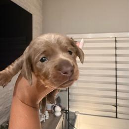 Lisa - Fawn (isabella) and tan female Dachshund puppy in Homestead, Florida from Weenie Land Miami