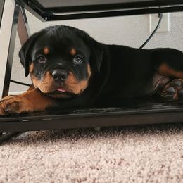 Boy 2 - Rottweiler puppy in San Antonio, Texas from Angel Rottweilers