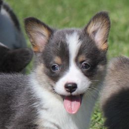 American Corgi, French Bulldog, and Pembroke Welsh Corgi Puppies from Moonstone Corgis & Frenchies