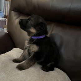 German Shepherd Puppies from Highland German Shepherds