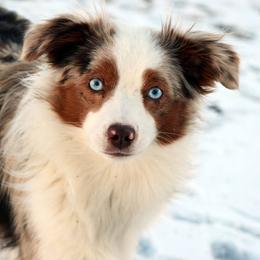Toy Australian Shepherds from Crowfoot Valley Toy Aussies