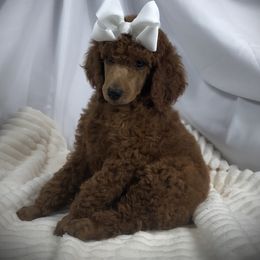 Poodle Puppies from Prissy Pants Poodles LLC