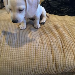 Dachshund puppies from Forever home dachshunds