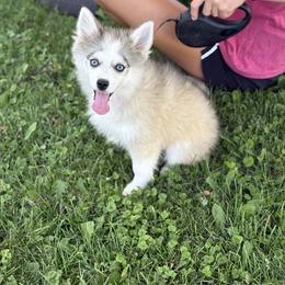 Delta - Silver female Pomsky puppy in Lewiston, Minnesota from Family Pomsky