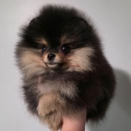 Freya - Black and tan female Pomeranian puppy in Wildersville, Tennessee from RoyalRarity's Poms & Enrichment