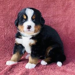 Green Collar Male - Black rust and white male Bernese Mountain Dog puppy in Bristol, Tennessee from Holston Hollow Farm