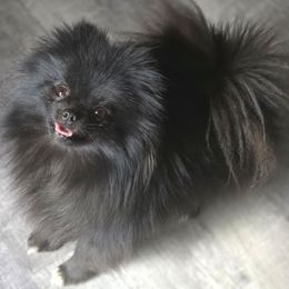 Jinx - Pomeranian