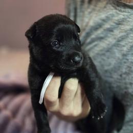 White Collar Female - Gold brindle female Dutch Shepherd puppy in Dallas, Georgia from Bluestone Creek Dutch Shepherds