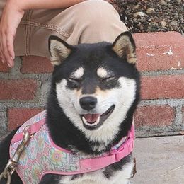 Chika - Shiba Inu