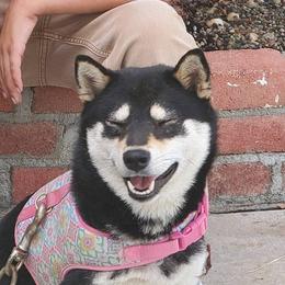 Chika - Shiba Inu