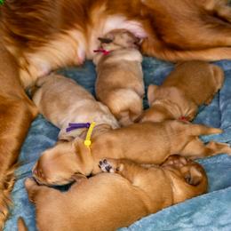 Golden Retriever Puppies from Earley Goldens